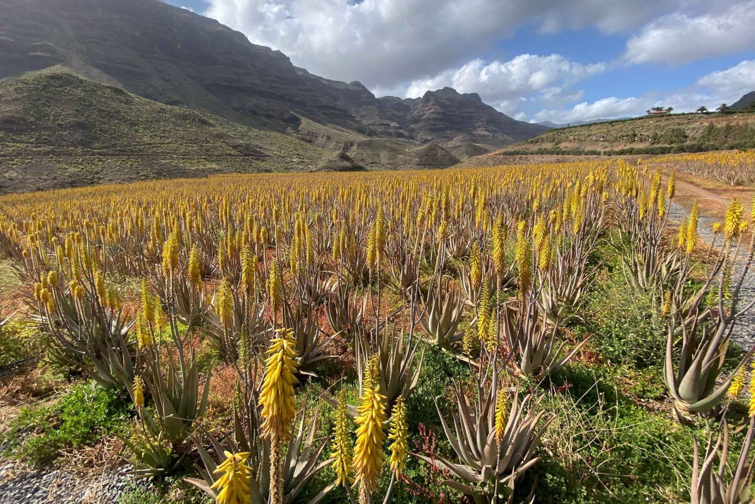 Gran Canarias Gipfel im Minibus: Firgas, Teror, Aloe Vera Tour
