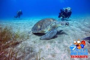 Immersioni a Gran Canaria per subacquei certificati