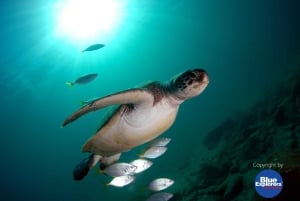 Immersioni a Gran Canaria per subacquei certificati