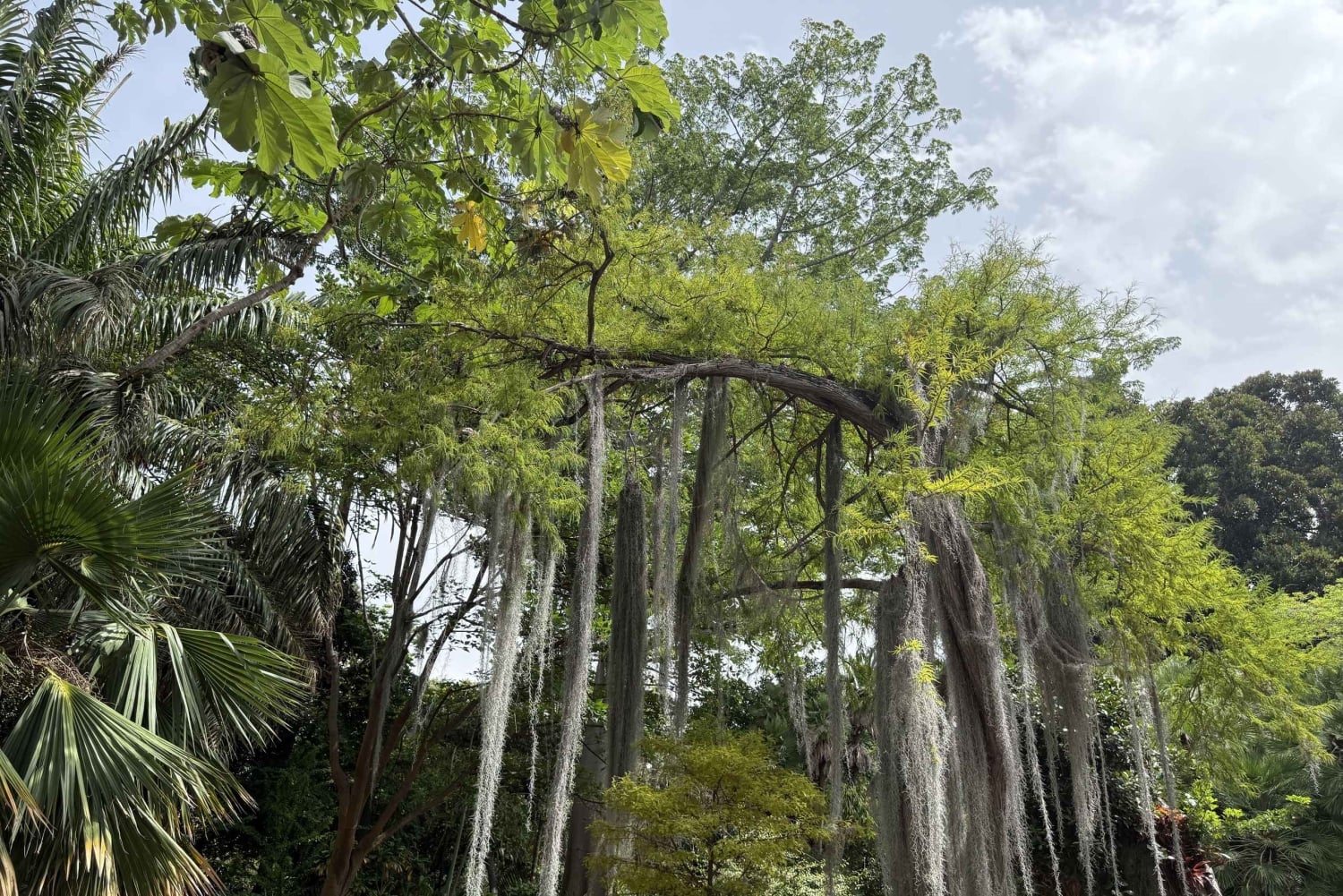 Geführte Tour: Botanische Geheimnisse des Nordens von Teneriffa zwischen Meer und Gärten