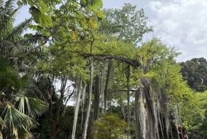 Geführte Tour: Botanische Geheimnisse des Nordens von Teneriffa zwischen Meer und Gärten