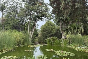Geführte Tour: Botanische Geheimnisse des Nordens von Teneriffa zwischen Meer und Gärten