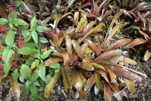 Geführte Tour: Botanische Geheimnisse des Nordens von Teneriffa zwischen Meer und Gärten