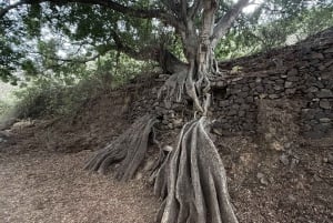 Geführte Tour: Botanische Geheimnisse des Nordens von Teneriffa zwischen Meer und Gärten