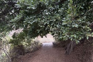 Geführte Tour: Botanische Geheimnisse des Nordens von Teneriffa zwischen Meer und Gärten