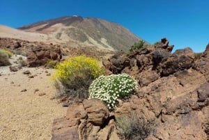 Guided tour of Roques de Garcia - Teide National Park