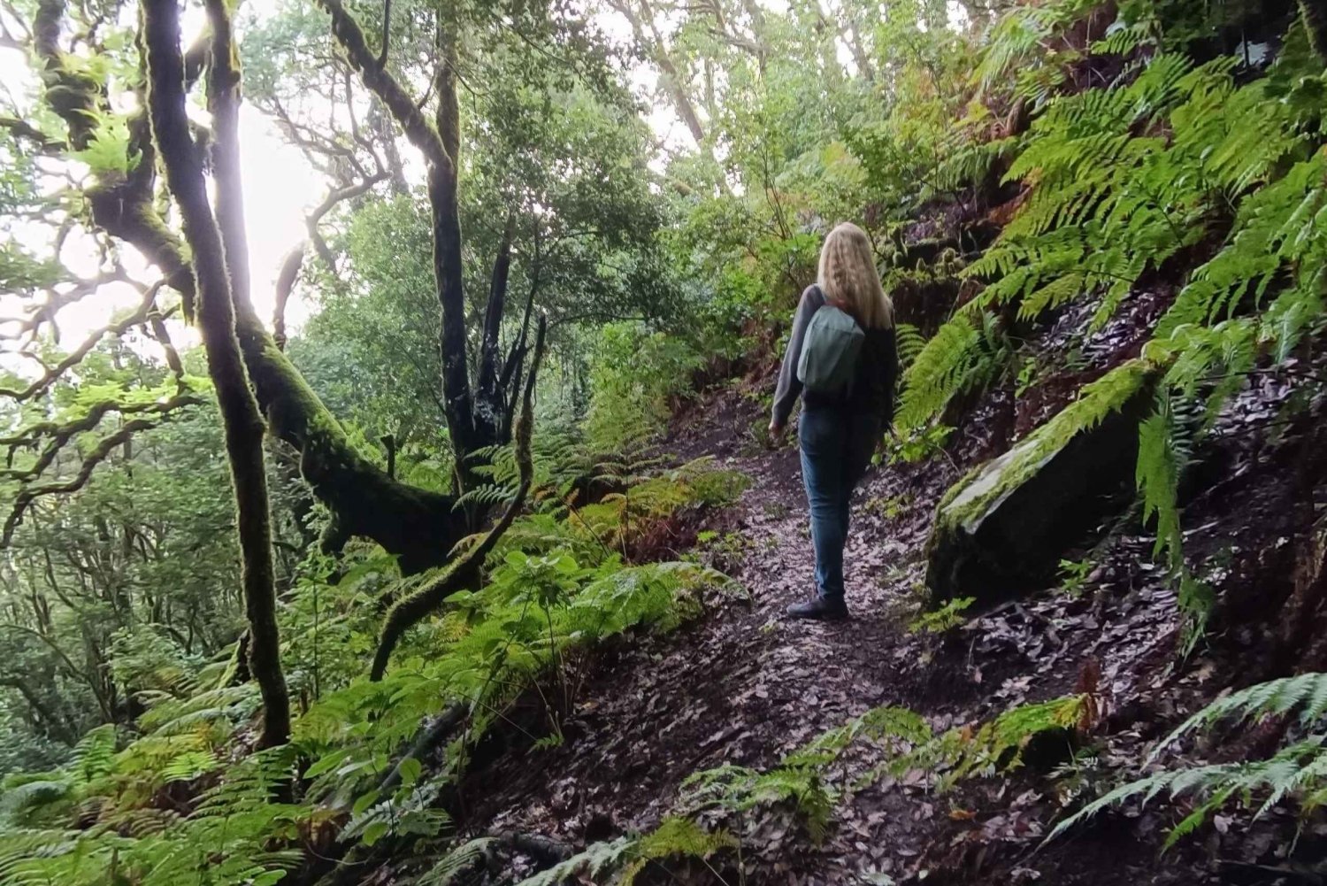 Santiago del Teide: Vandretur i Mascas fortryllede skov