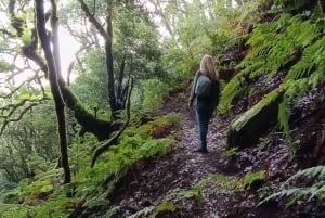 Tenerife: Tour a piedi sopra Masca e la Foresta Incantata