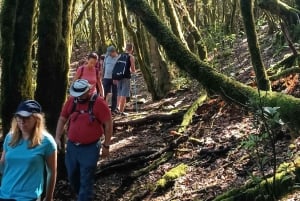 Hiking through Enchanted Forest above Masca Half-day hike