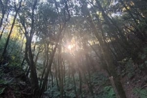 Tenerife: Tour a piedi sopra Masca e la Foresta Incantata