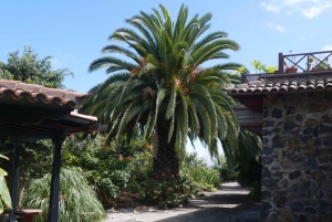 Icod de los Vinos: ingresso e excursão para o mundo da boneca ARTlandya