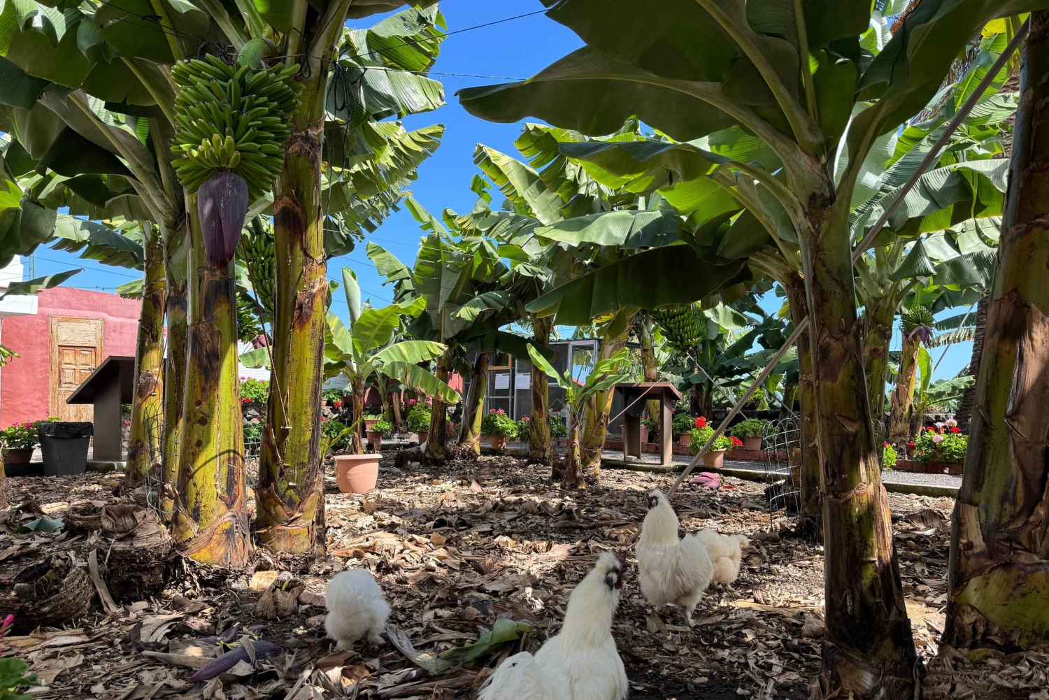 Icod de los Vinos: Casa del Plátano Ticket de entrada