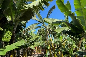 Icod de los Vinos: Casa del Plátano Ticket de entrada