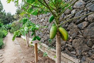 Icod de los Vinos: Bilet na smocze drzewo i ogród botaniczny