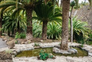 Icod de los Vinos: ingresso para dragoeiro e jardim botânico