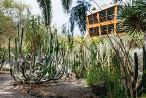 Icod de los Vinos: Bilet na smocze drzewo i ogród botaniczny