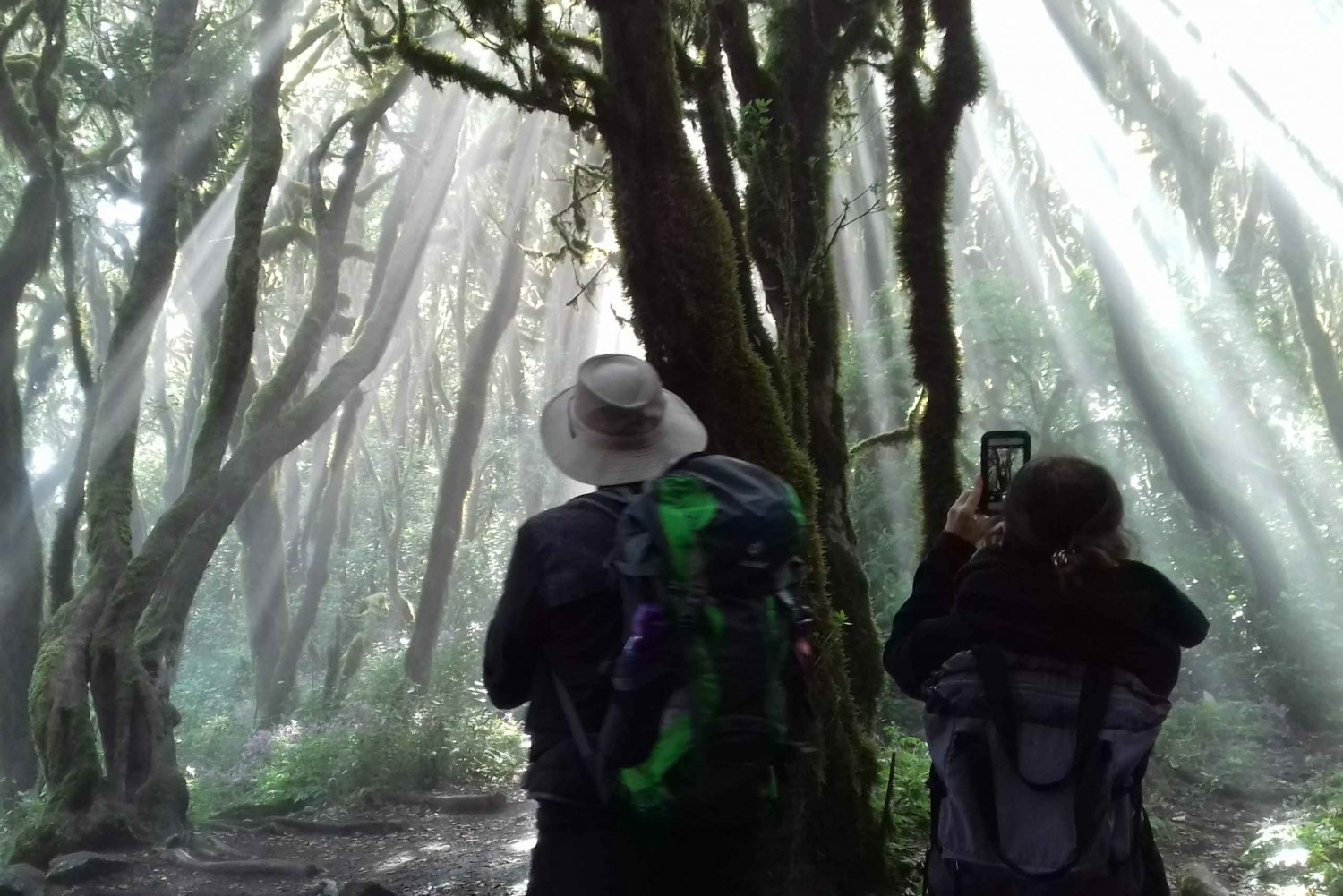 La Gomera: caminhada pela floresta do Parque Nacional de Garajonay