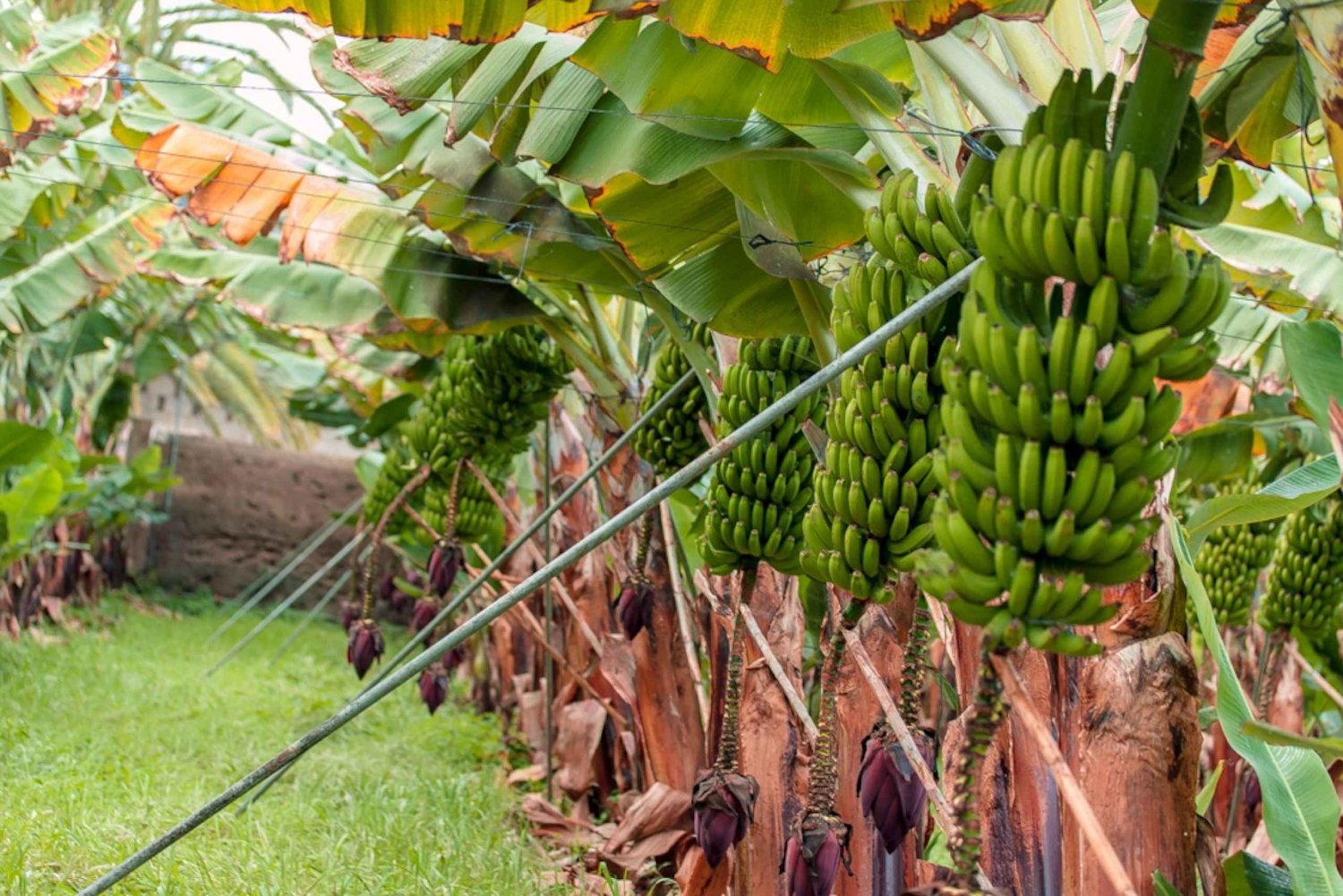 La Orotava: Ecological Banana Plantation Guided Tour