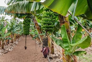 La Orotava: Explora una plantación ecológica de plátanos con degustaciones