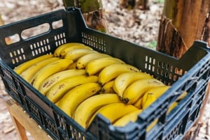 La Orotava: Explora una plantación ecológica de plátanos con degustaciones