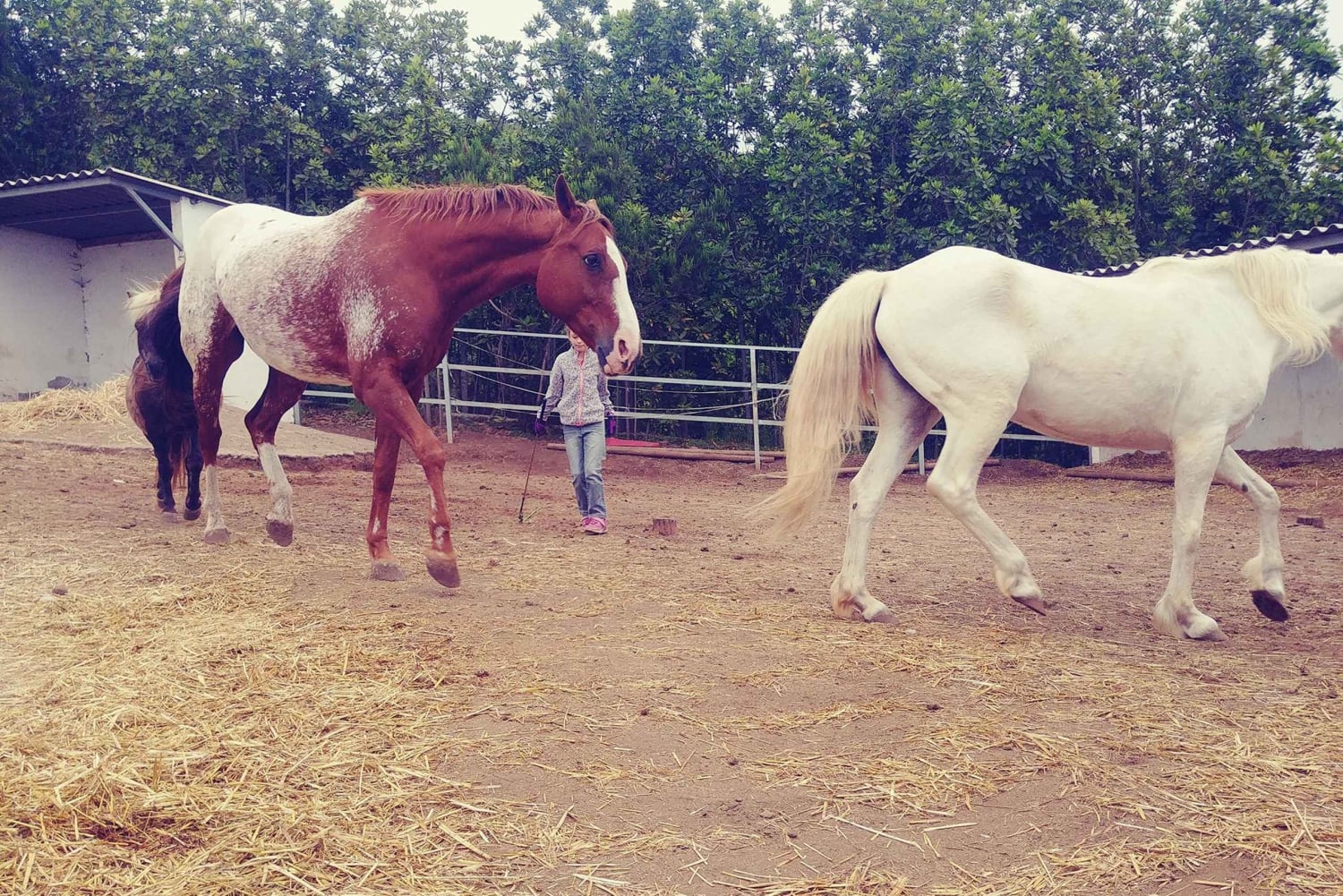 La Orotava: Workshop 'Natural Horsemanship' and Permaculture
