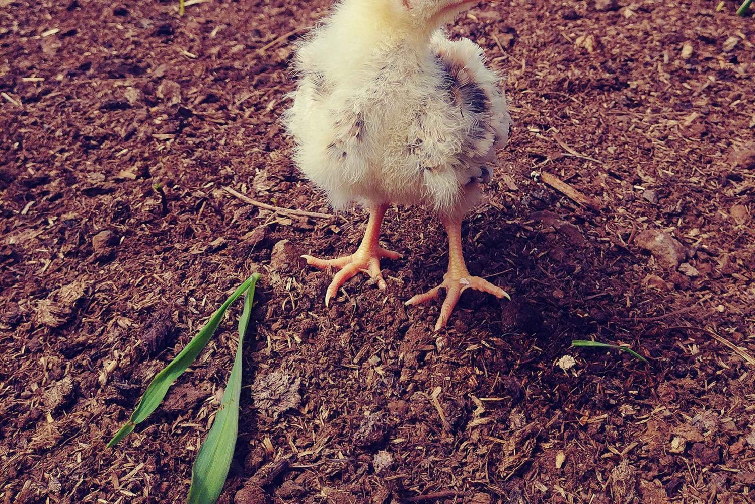 La Orotava: Workshop 'Natural Horsemanship' and Permaculture