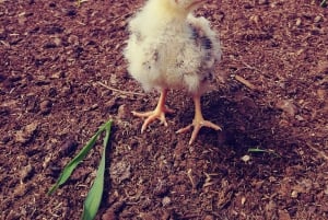 La Orotava: Workshop 'Natural Horsemanship' and Permaculture