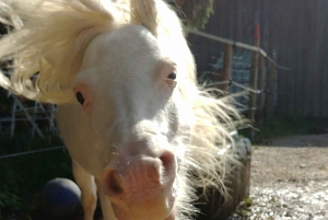 La Orotava: Workshop 'Natural Horsemanship' and Permaculture