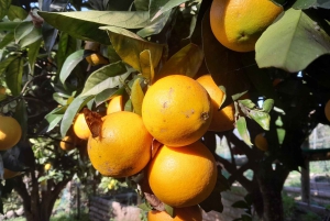 La Orotava: Workshop 'Natural Horsemanship' and Permaculture