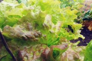 La Orotava: Workshop 'Natural Horsemanship' and Permaculture