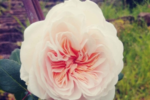 La Orotava: Workshop 'Natural Horsemanship' and Permaculture