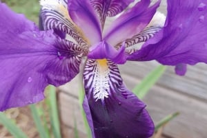 La Orotava: Workshop 'Natural Horsemanship' and Permaculture