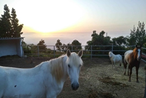 La Orotava: Workshop 'Natural Horsemanship' and Permaculture