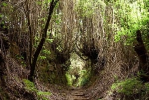 La Palma: Cubo de la Galga (trekking tour)