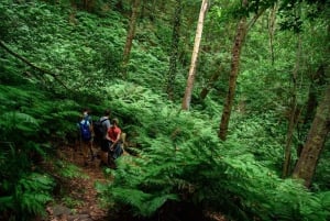La Palma: Guidet trekkingtur til Cubo de la Galga