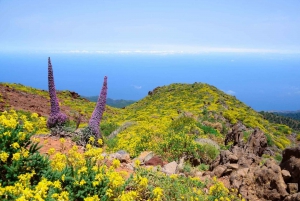 La Palma: Guidet vandretur til El Roque de los Muchachos