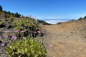 ラ パルマ島：南の火山へのガイド付きトレッキング ツアー