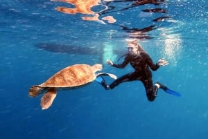 Las Galletas: Tenerife Turtles and Rays Snorkeling Cruise