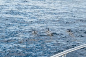 Las Galletas: Whale & Dolphin Tour with Local Skipper
