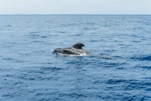 Las Galletas: Whale & Dolphin Tour with Local Skipper