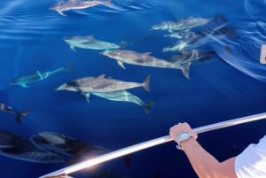 Las Galletas: Tour delle balene e dei delfini con skipper locale