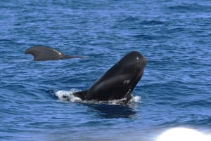 Las Galletas: Tour delle balene e dei delfini con skipper locale