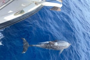 Las Galletas: Tour delle balene e dei delfini con skipper locale