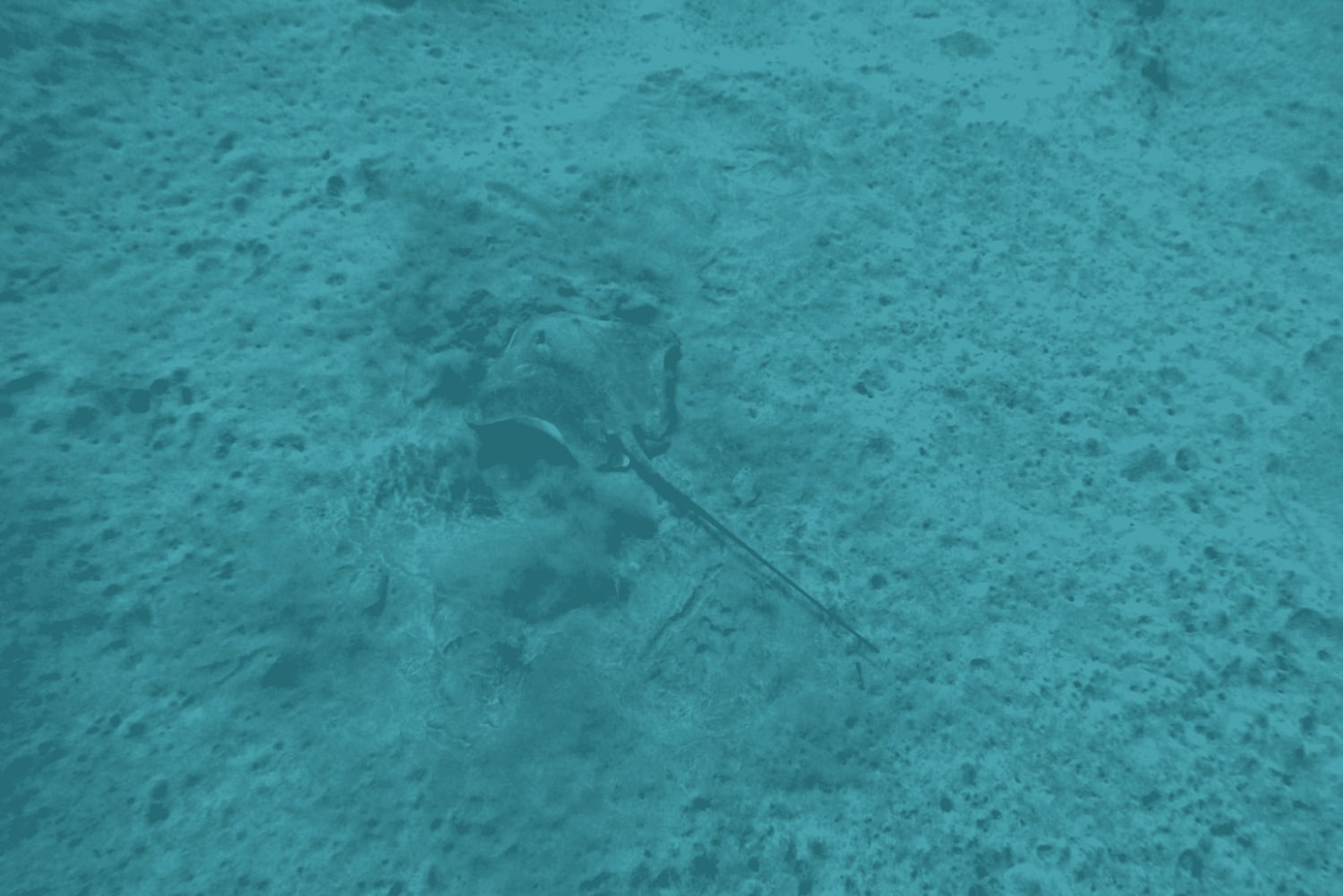 Los Cristianos: Basic Diver Course