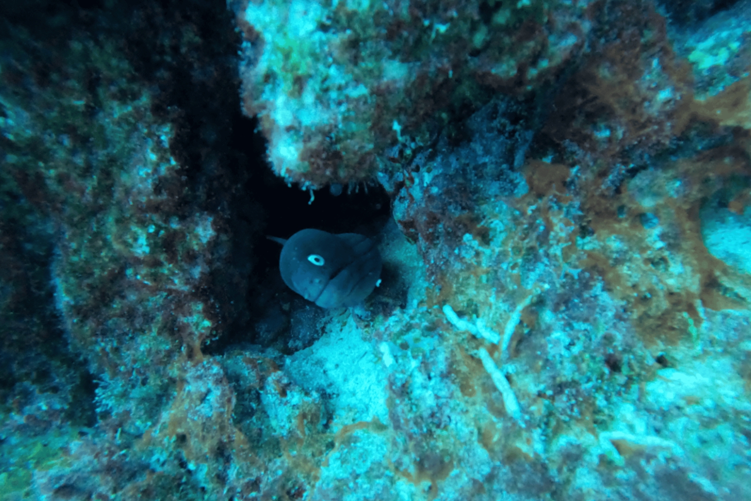 Los Cristianos: Basic Diver Course