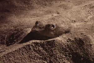 Los Cristianos: Basic Diver Course