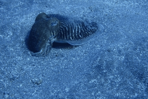 Los Cristianos: Basic Diver Course