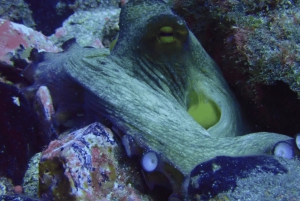 Los Cristianos: Basic Diver Course