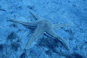 Los Cristianos: Basic Diver Course