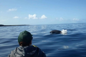 Los Cristianos: Small Group Kayaking Tour with Snorkeling